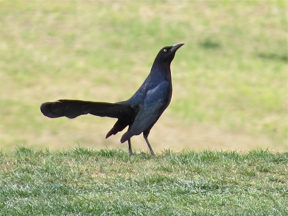 Great-tailed Grackle - ML71615381