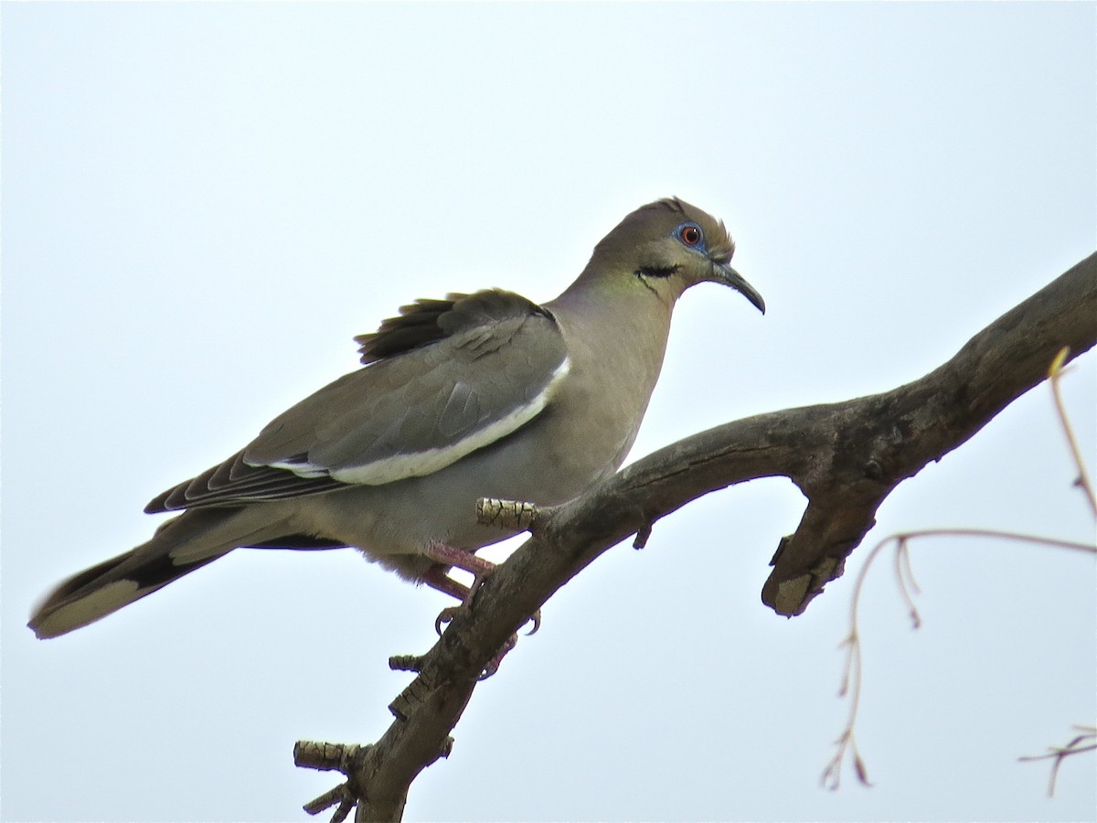 Tourterelle à ailes blanches - ML71615521