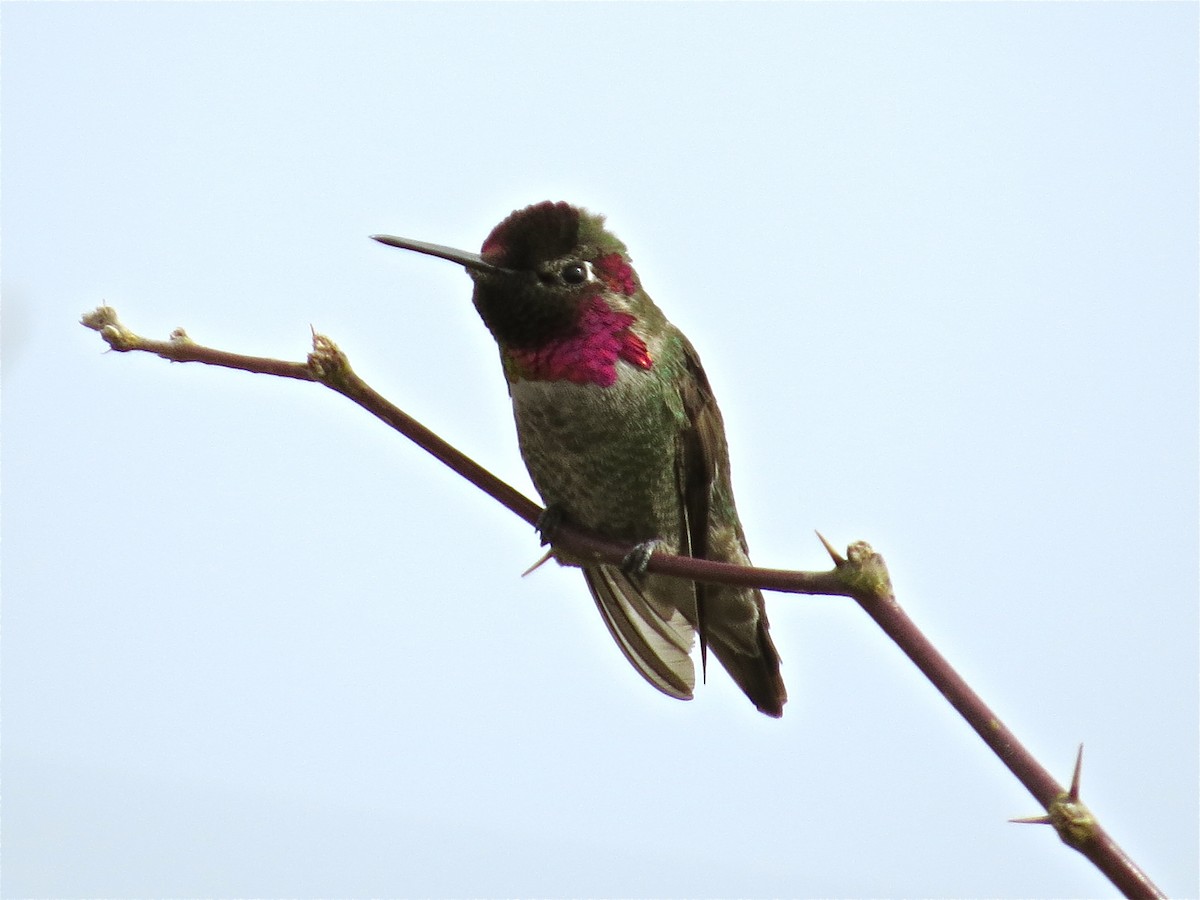 Anna's Hummingbird - ML71615621