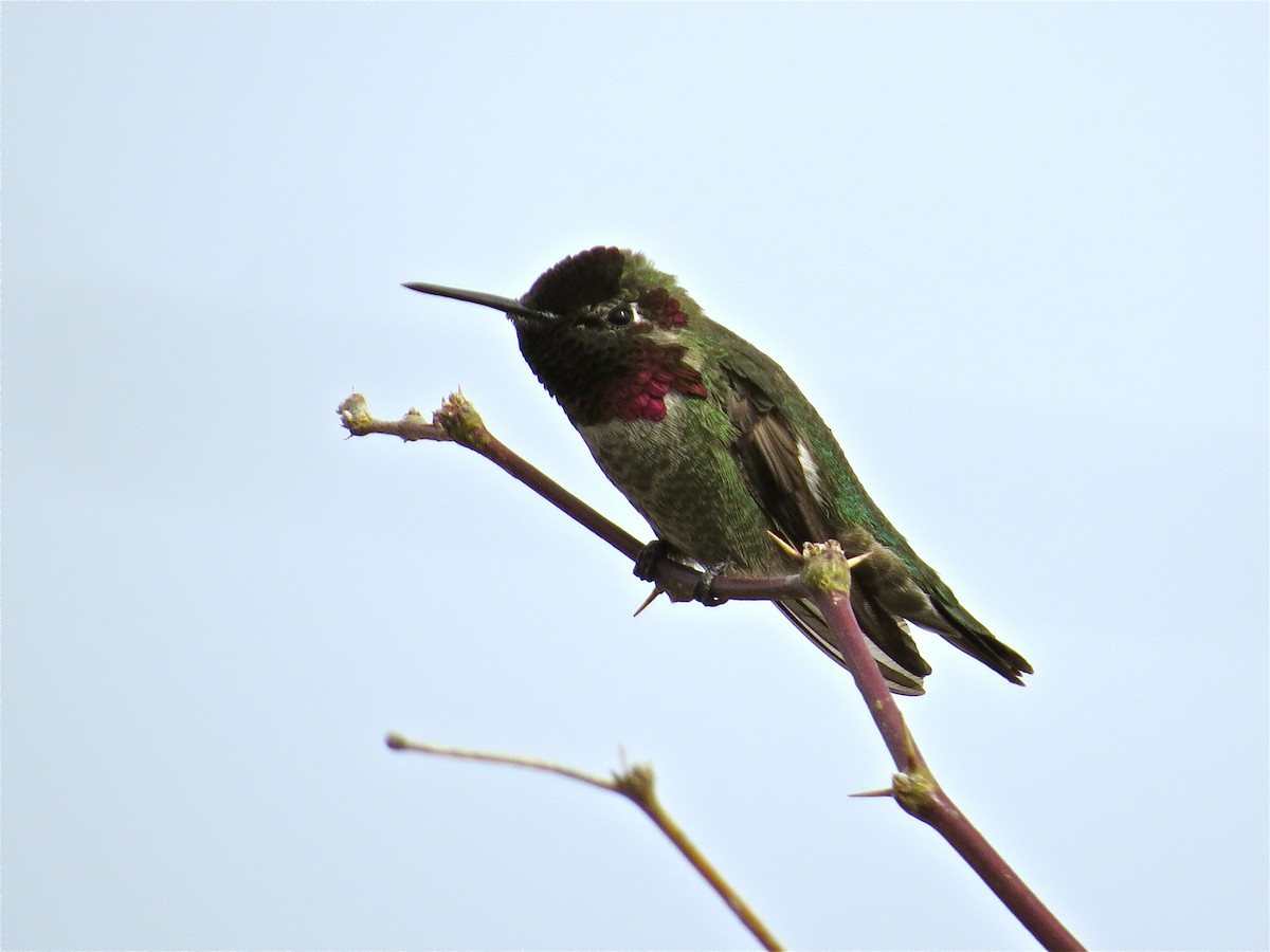Anna's Hummingbird - ML71615631
