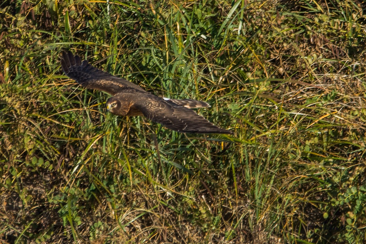 Northern Harrier - Christian Briand