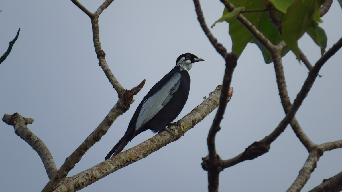 Bare-necked Fruitcrow - ML71616701