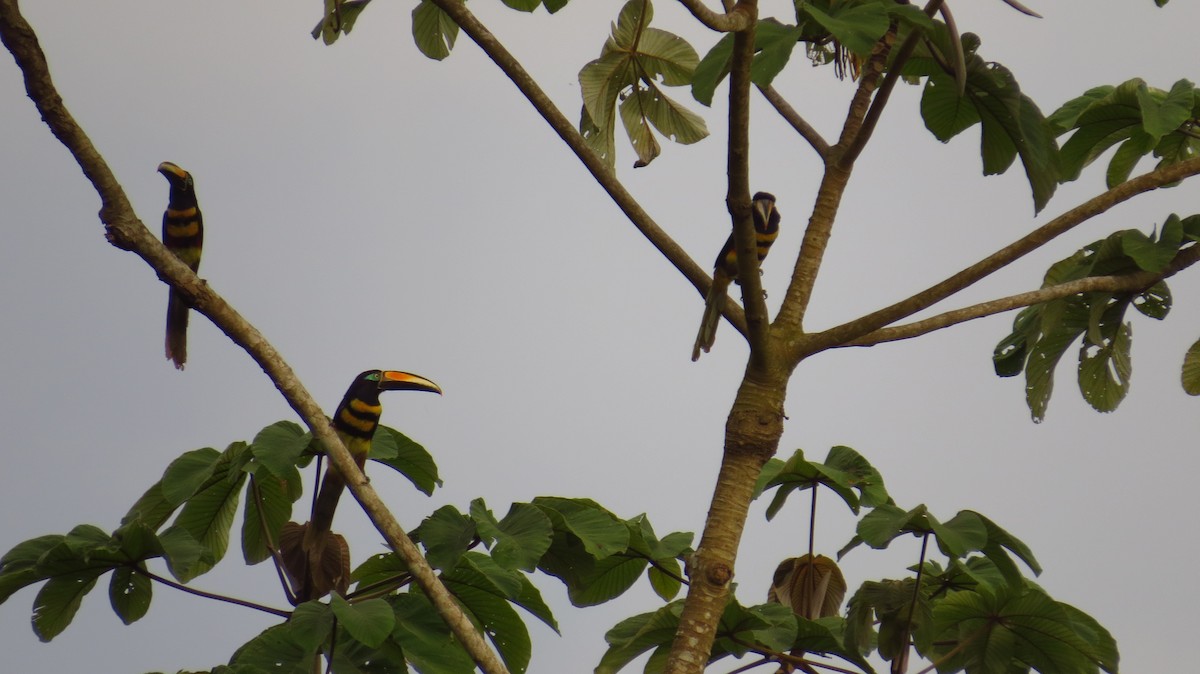 Many-banded Aracari - ML71616771