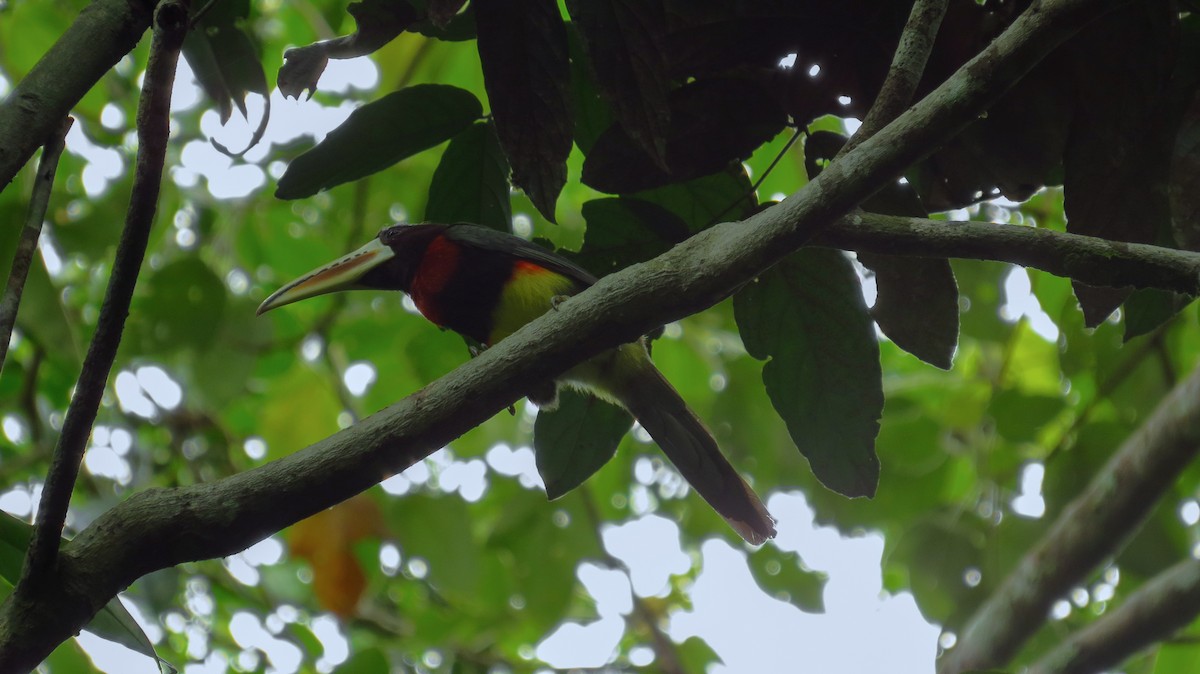 Ivory-billed Aracari - ML71616891