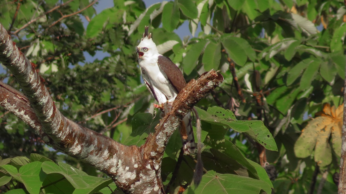 Aigle orné - ML71616931