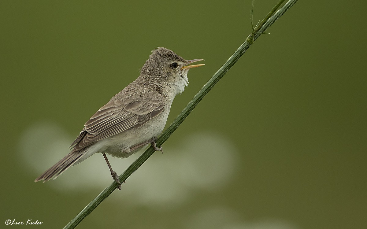 Eastern Olivaceous Warbler - ML716174