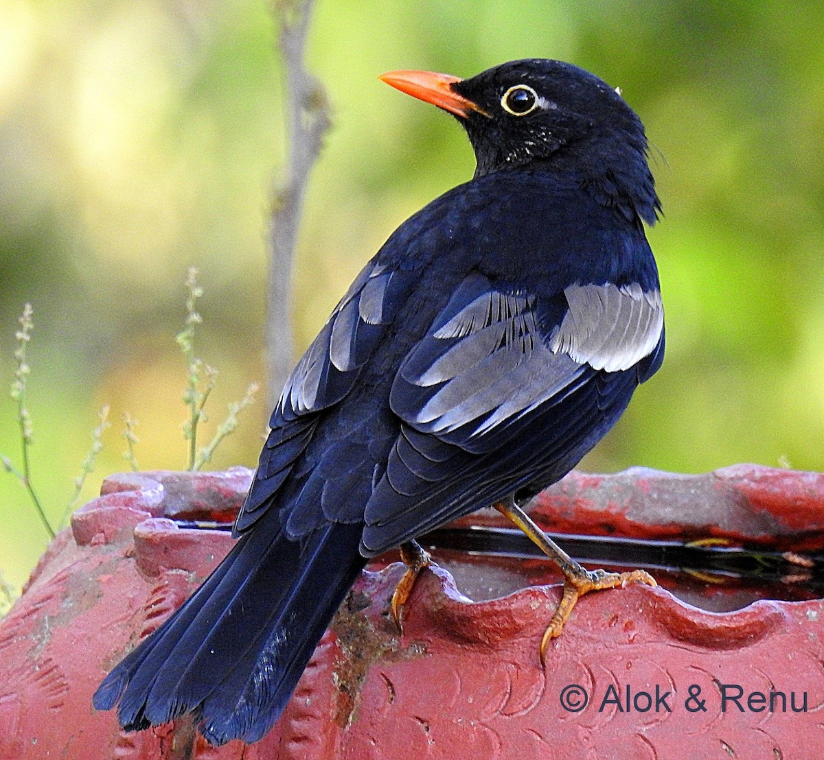 Gray-winged Blackbird - ML716175