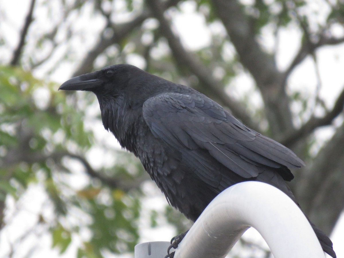 Common Raven - ML71619521