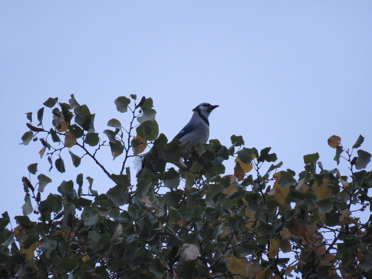 Blue Jay - ML71619531