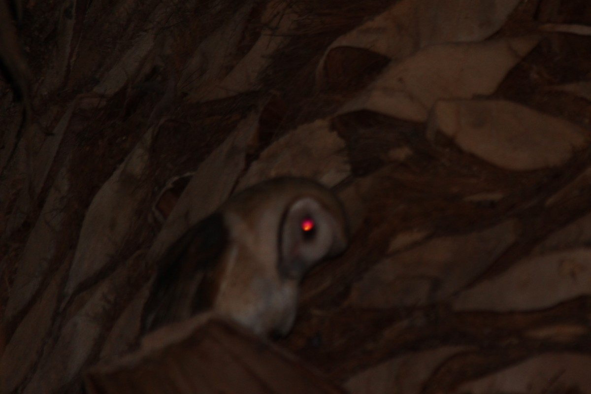 American Barn Owl - ML71620951