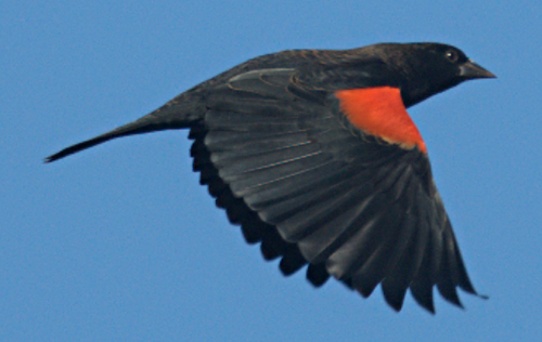 Red-winged Blackbird - ML71621281