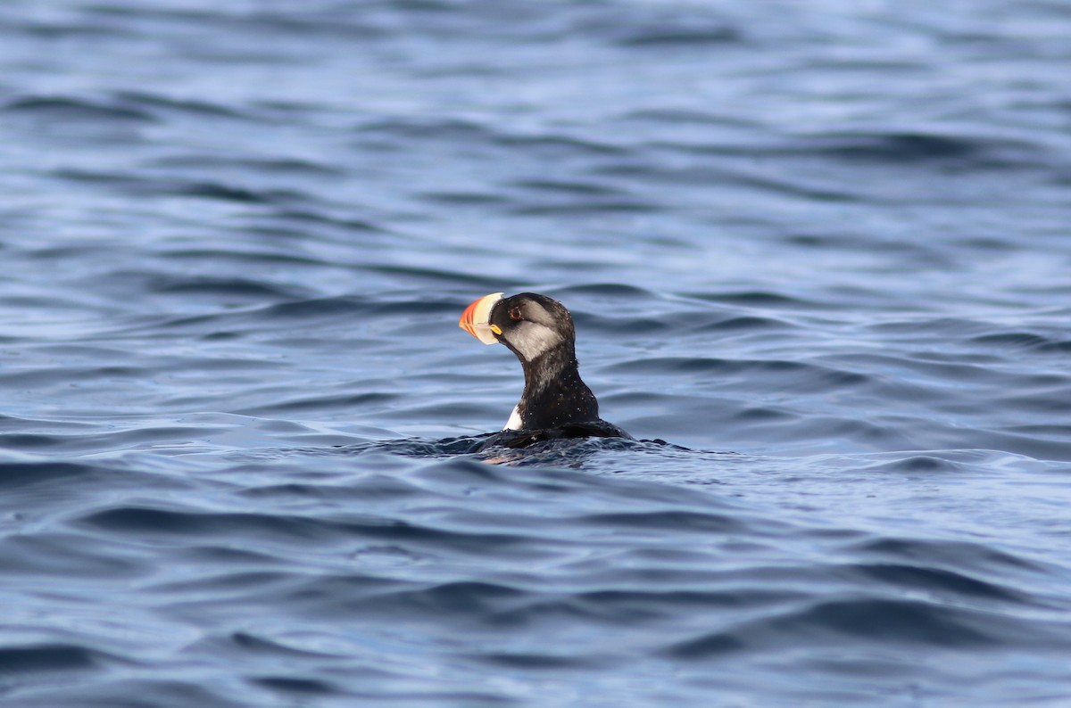 Horned Puffin - ML71621451