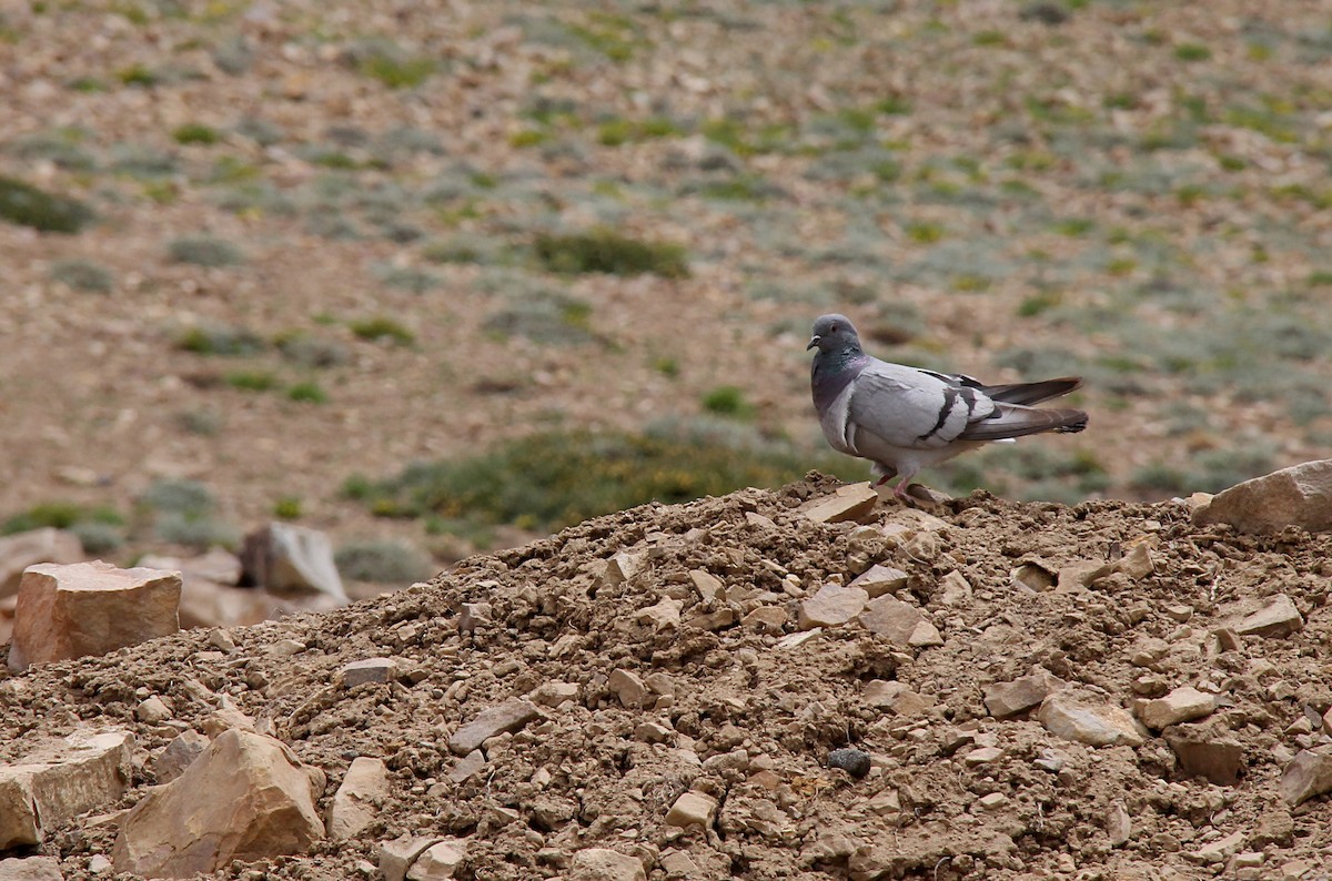 Hill Pigeon - Ramit Singal