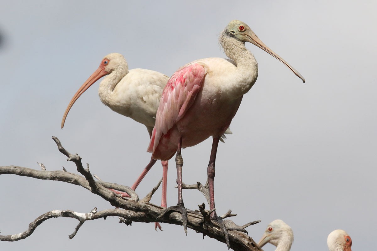 Roseate Spoonbill - ML71622231