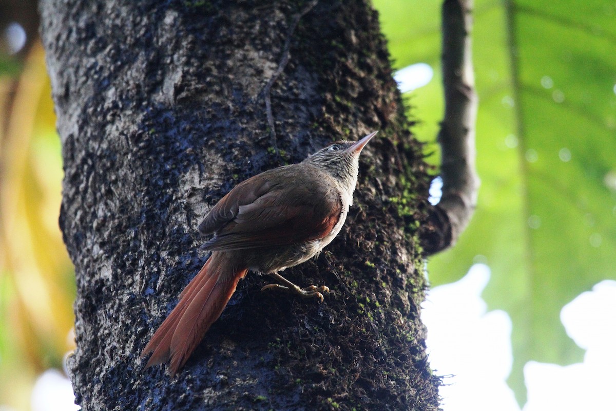 Streak-capped Spinetail - ML716244