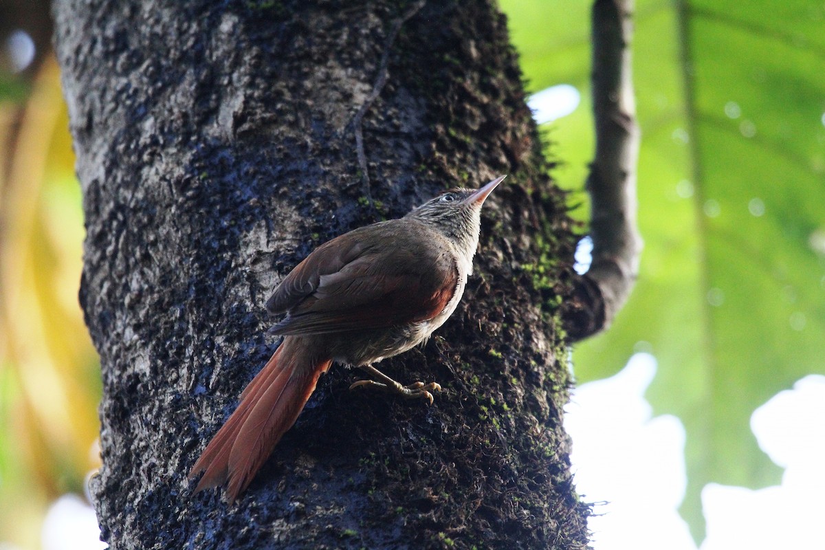 Streak-capped Spinetail - Eduardo Soler