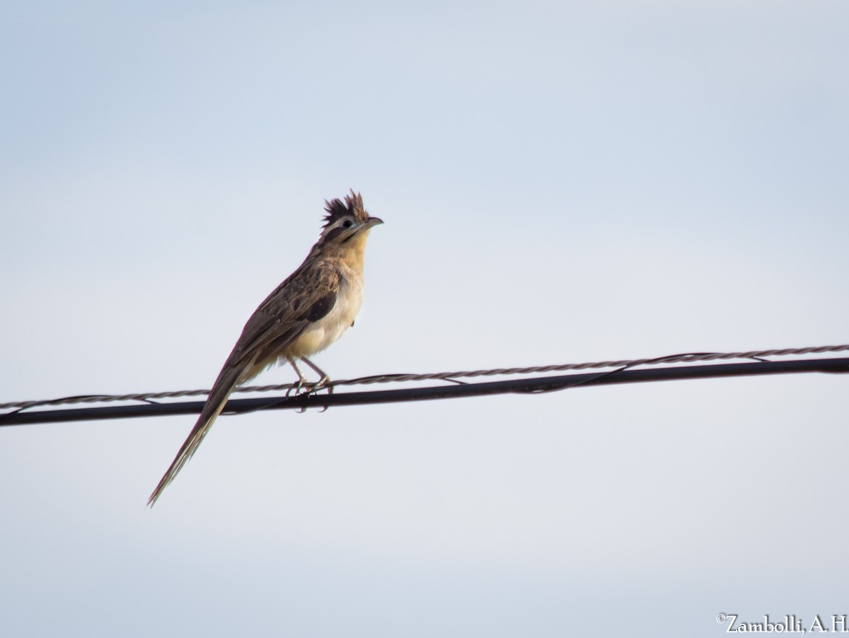 Striped Cuckoo - ML71625041