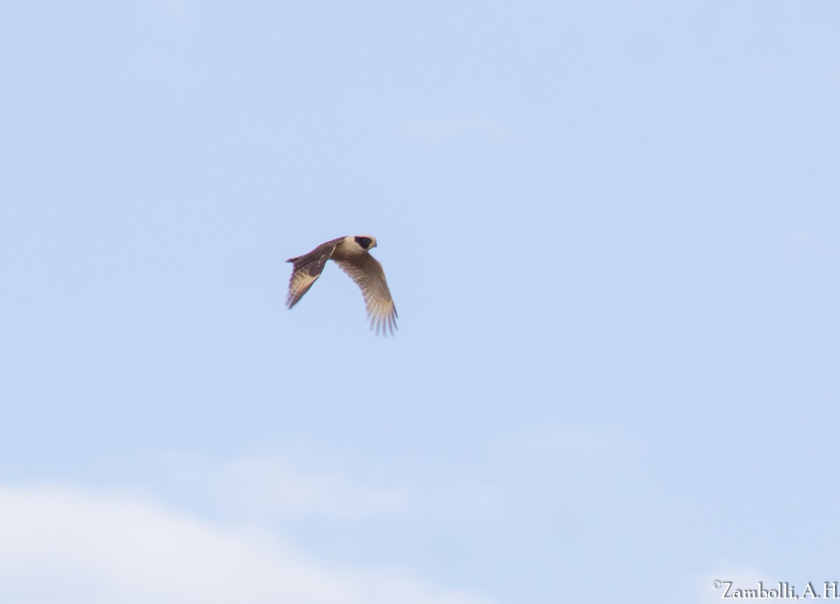 Laughing Falcon - ML71625051