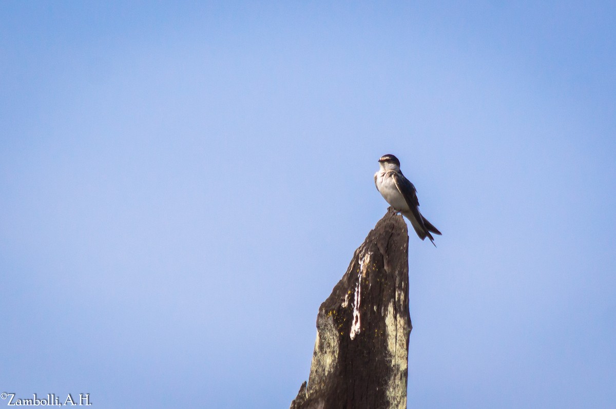 White-rumped Swallow - ML71625081