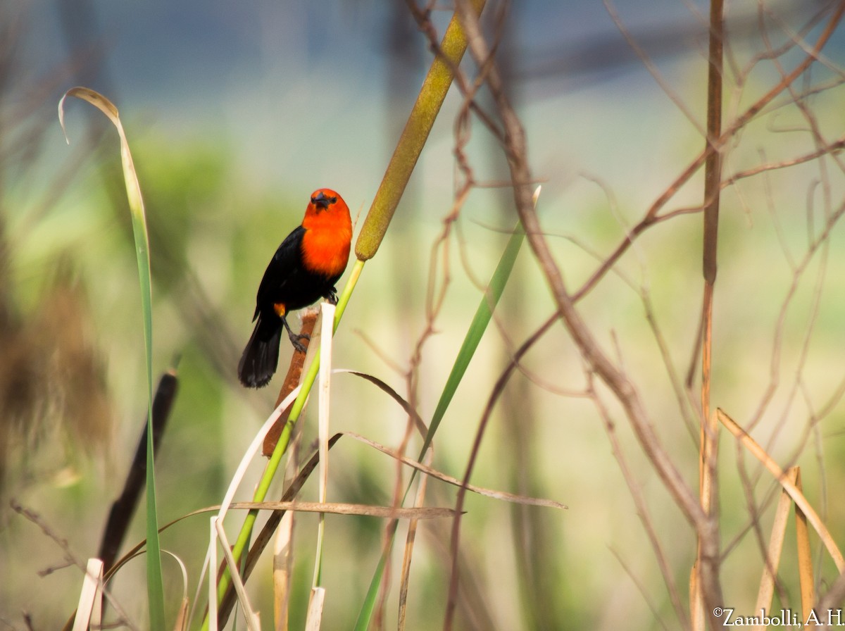 Scarlet-headed Blackbird - ML71625091