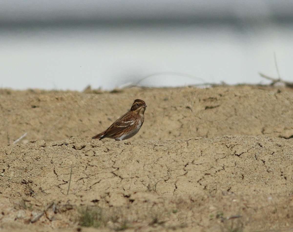 Rustic Bunting - ML71625171