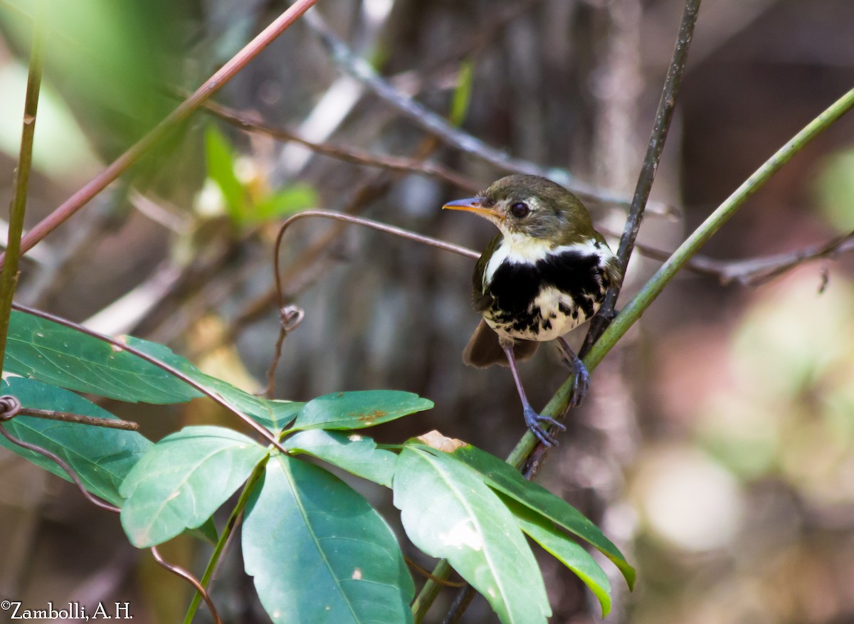 Corythopis de Delalande - ML71625551