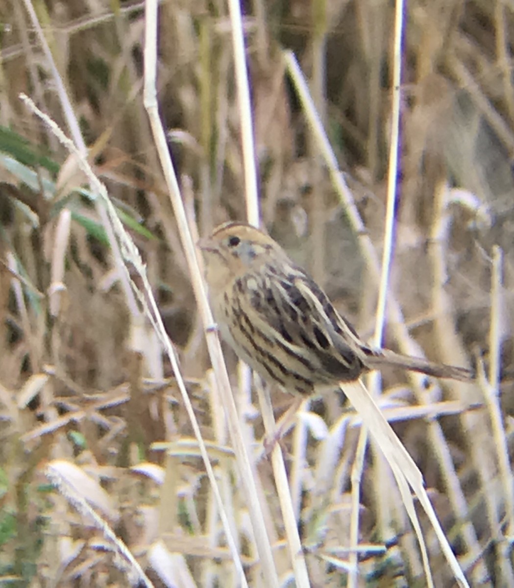 LeConte's Sparrow - ML71626951