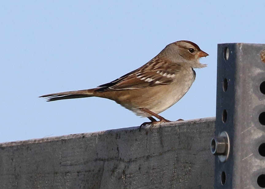 White-crowned Sparrow - ML71630041