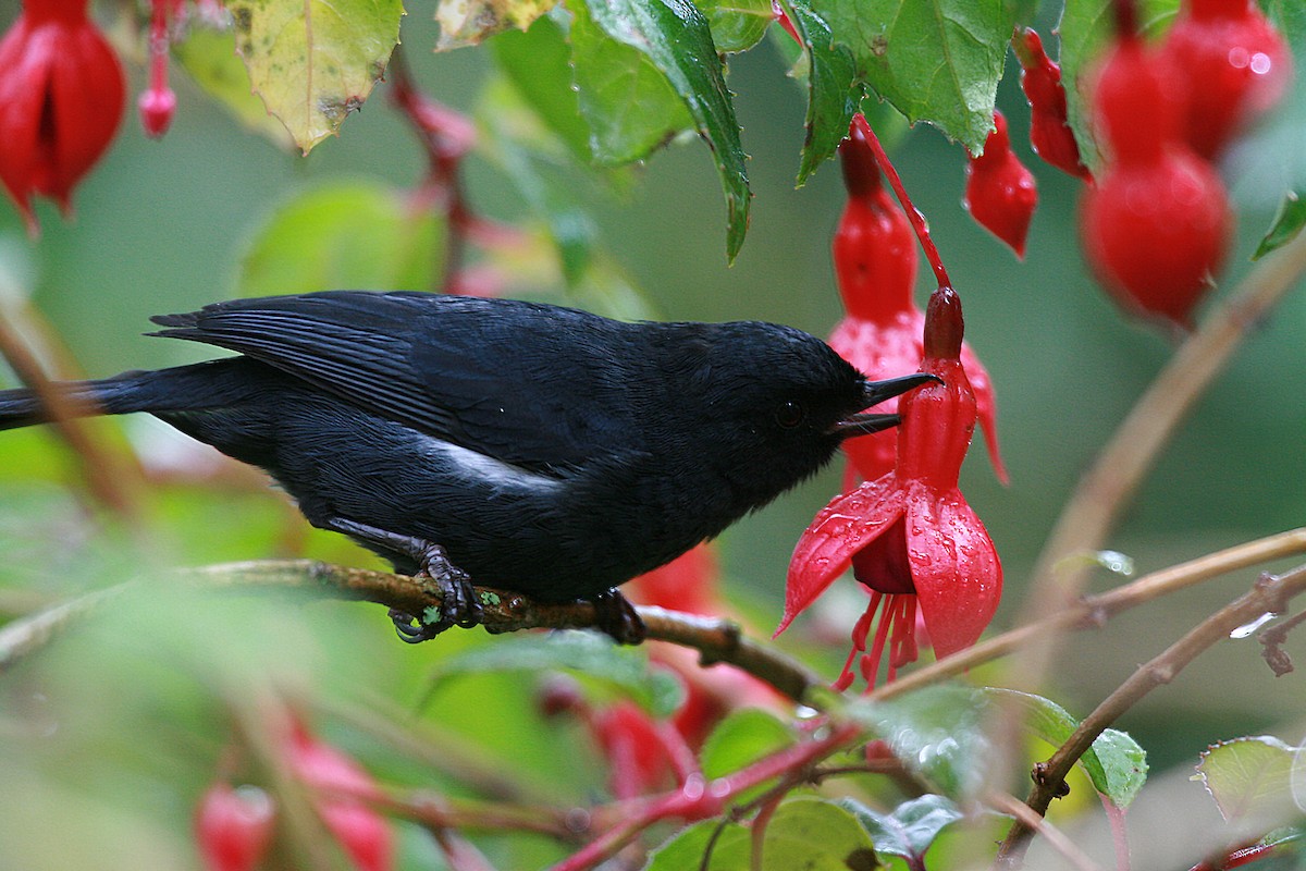 Pinchaflor Flanquiblanco - ML716301