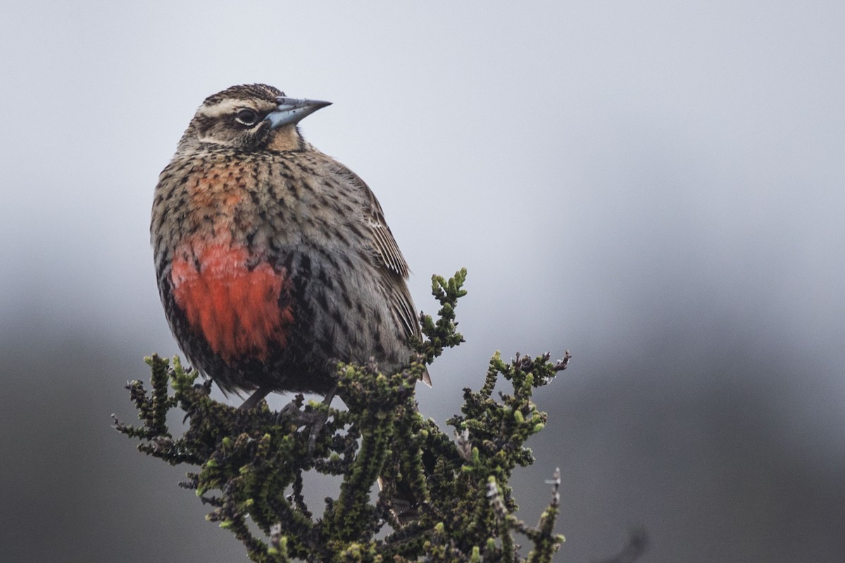 Long-tailed Meadowlark - Eduardo Minte