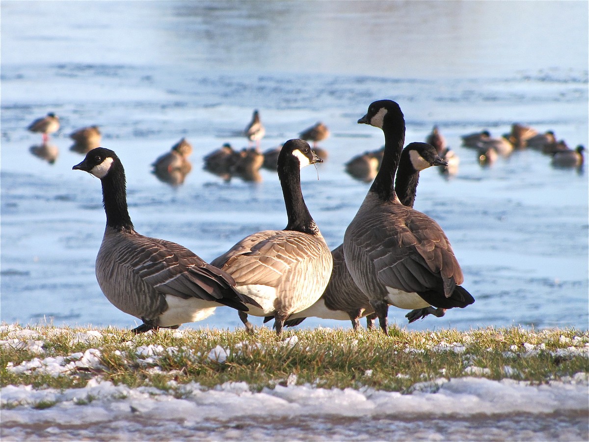 Cackling Goose - ML71632781