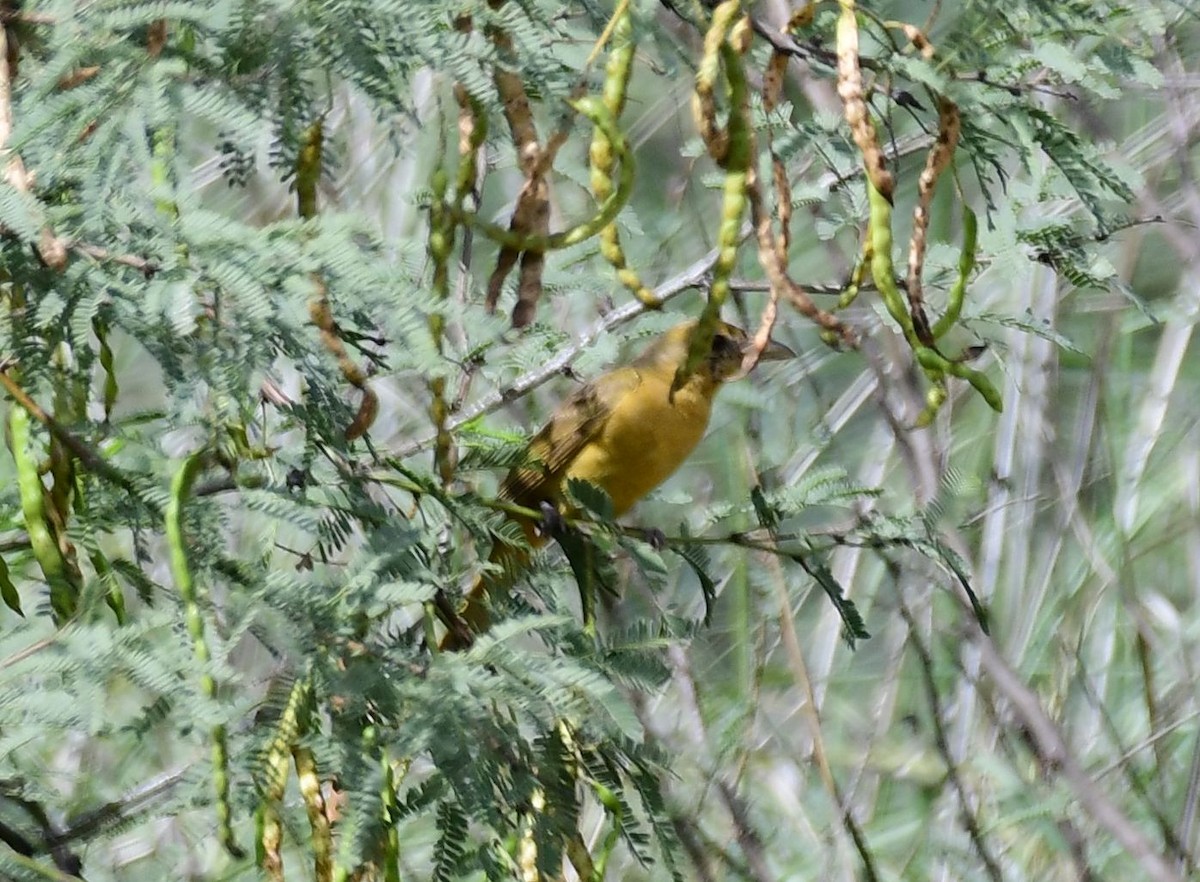 Summer Tanager - James Bozeman