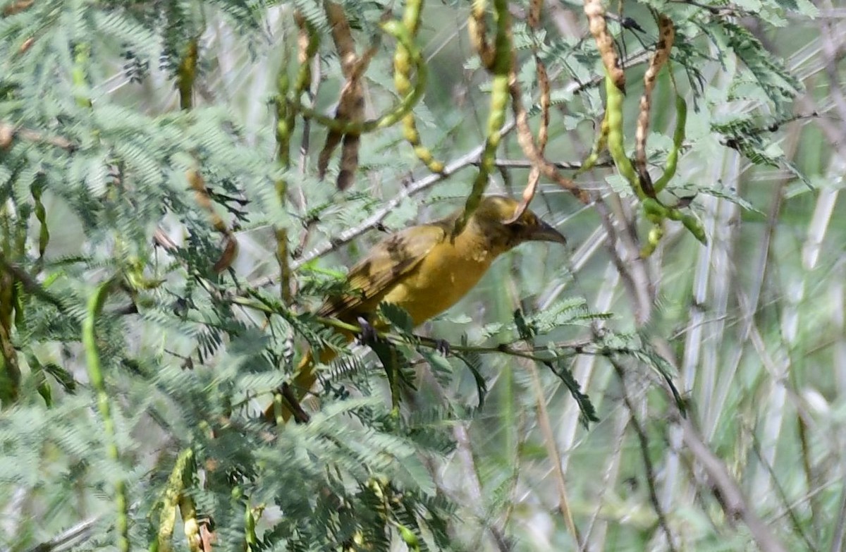 Summer Tanager - ML71633781