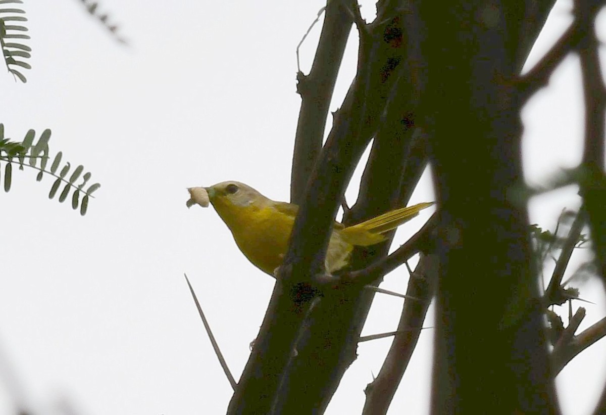 Yellow Warbler - James Bozeman