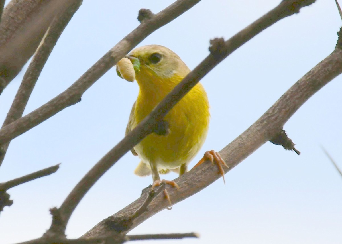 Yellow Warbler - ML71634011