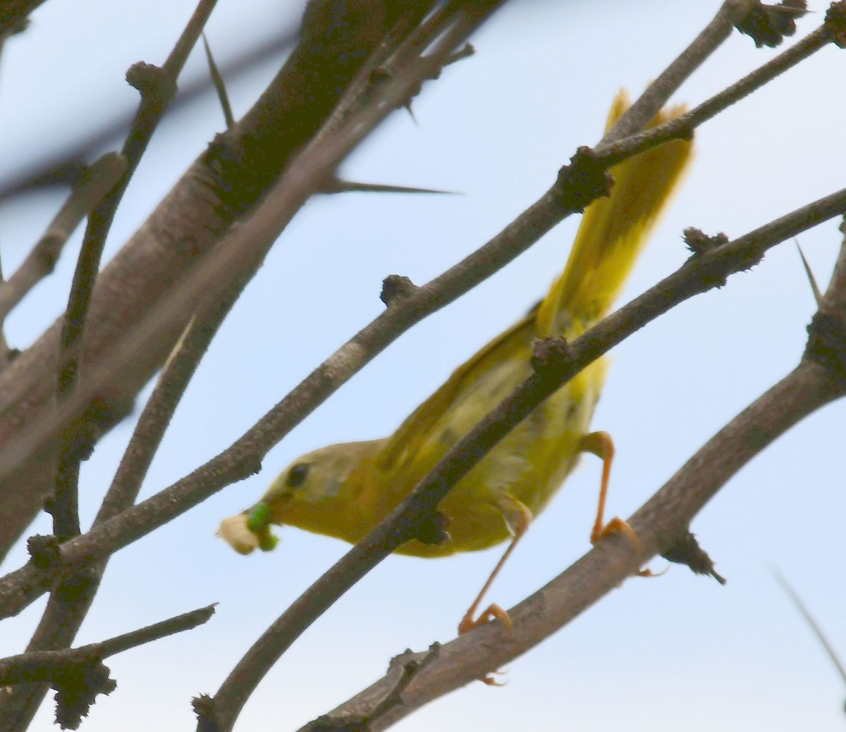 Paruline jaune - ML71634031