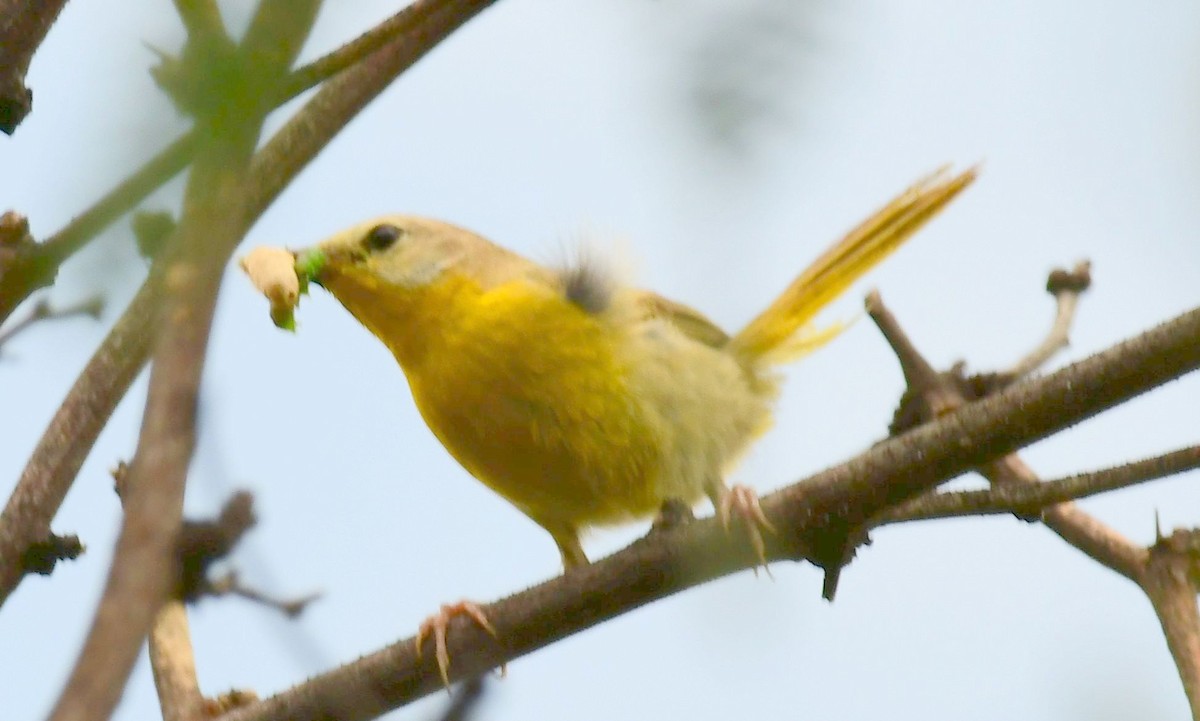 Paruline jaune - ML71634071