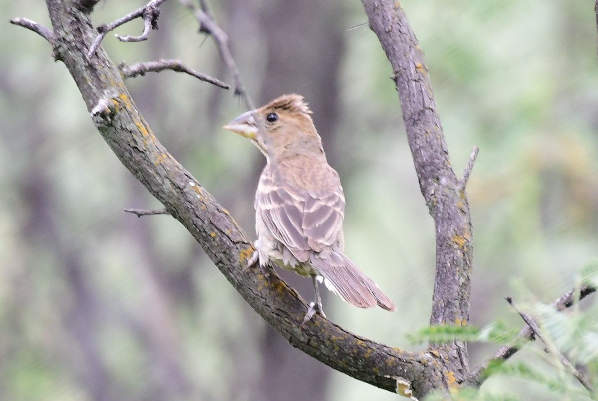 Blue Grosbeak - ML71634181