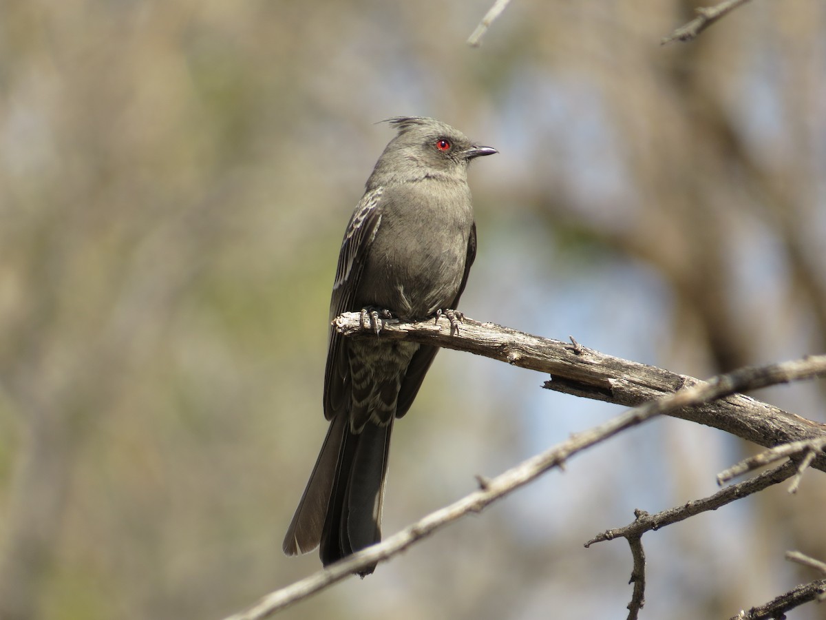 Phainopepla - Tom Mickel