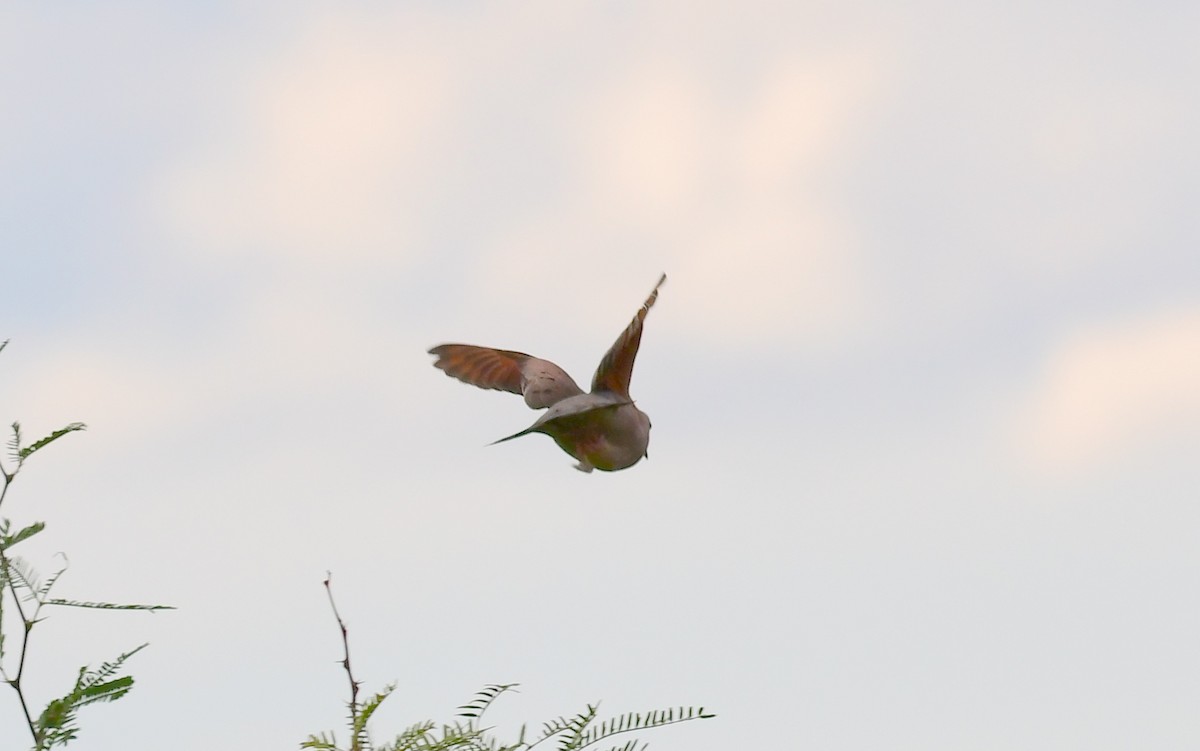 Common Ground Dove - ML71634741