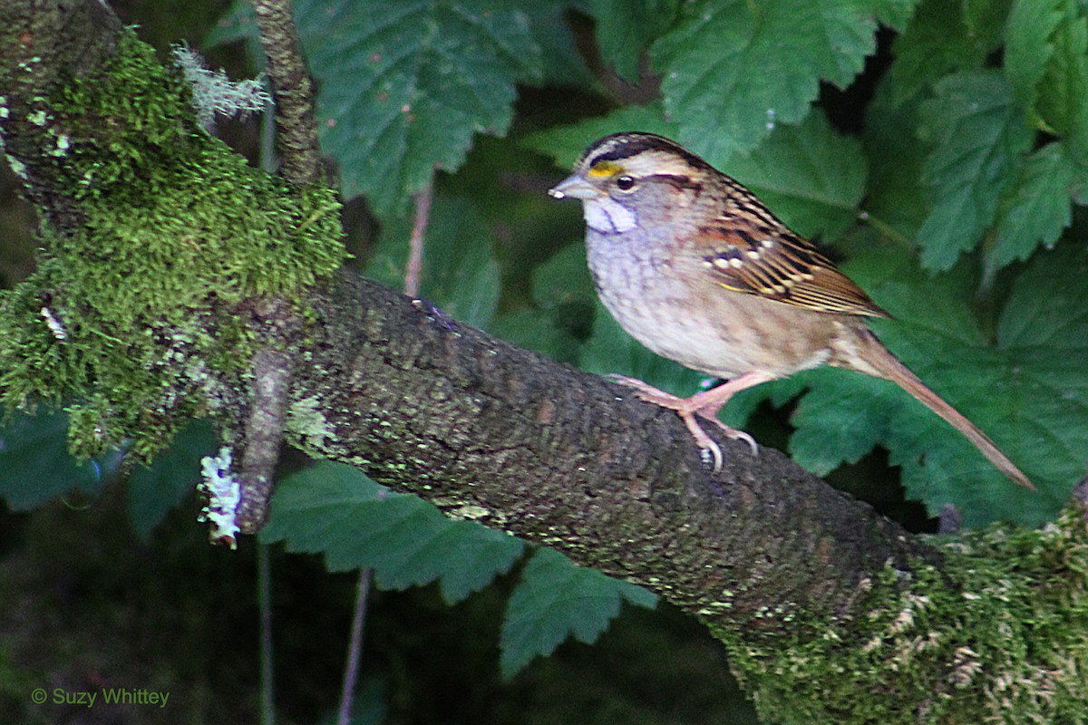 White-throated Sparrow - ML71634771