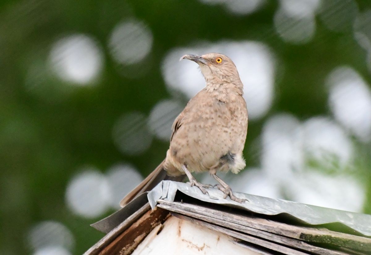 Curve-billed Thrasher - James Bozeman