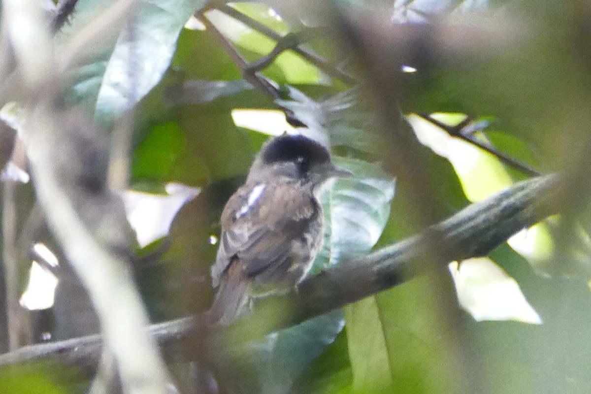 African Broadbill - ML71635811