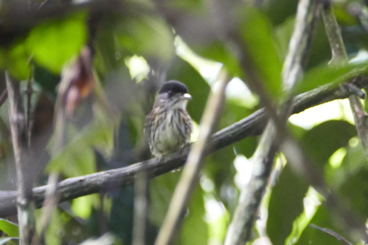 African Broadbill - Peter Kaestner