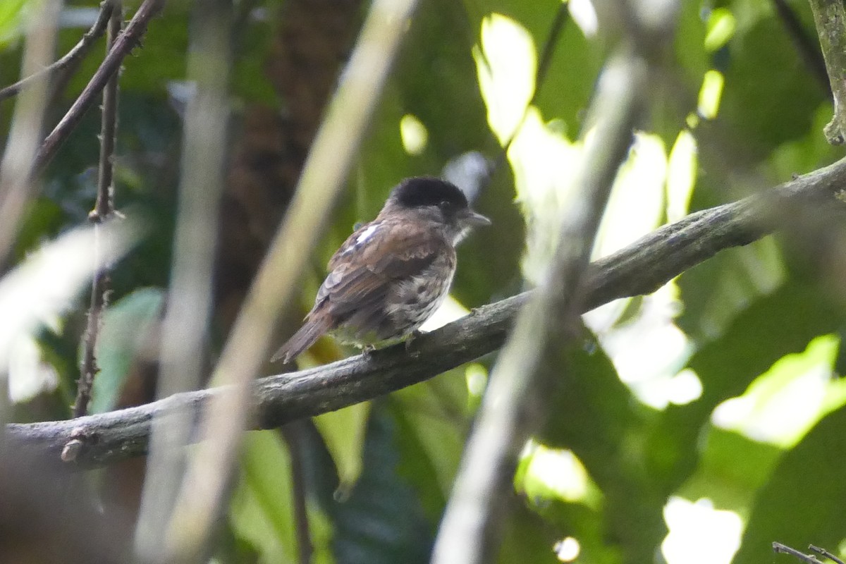 African Broadbill - ML71635831