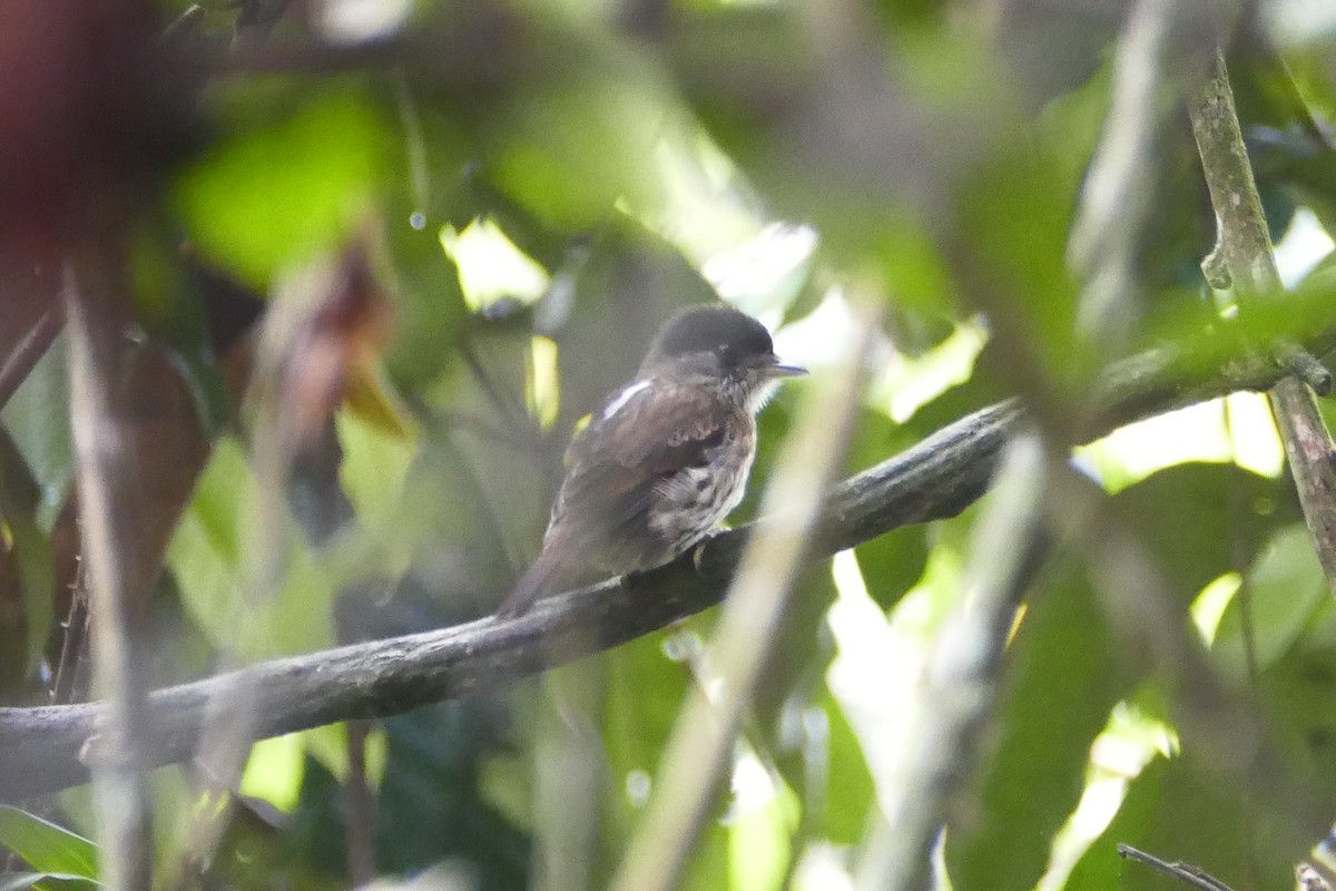 African Broadbill - ML71635841