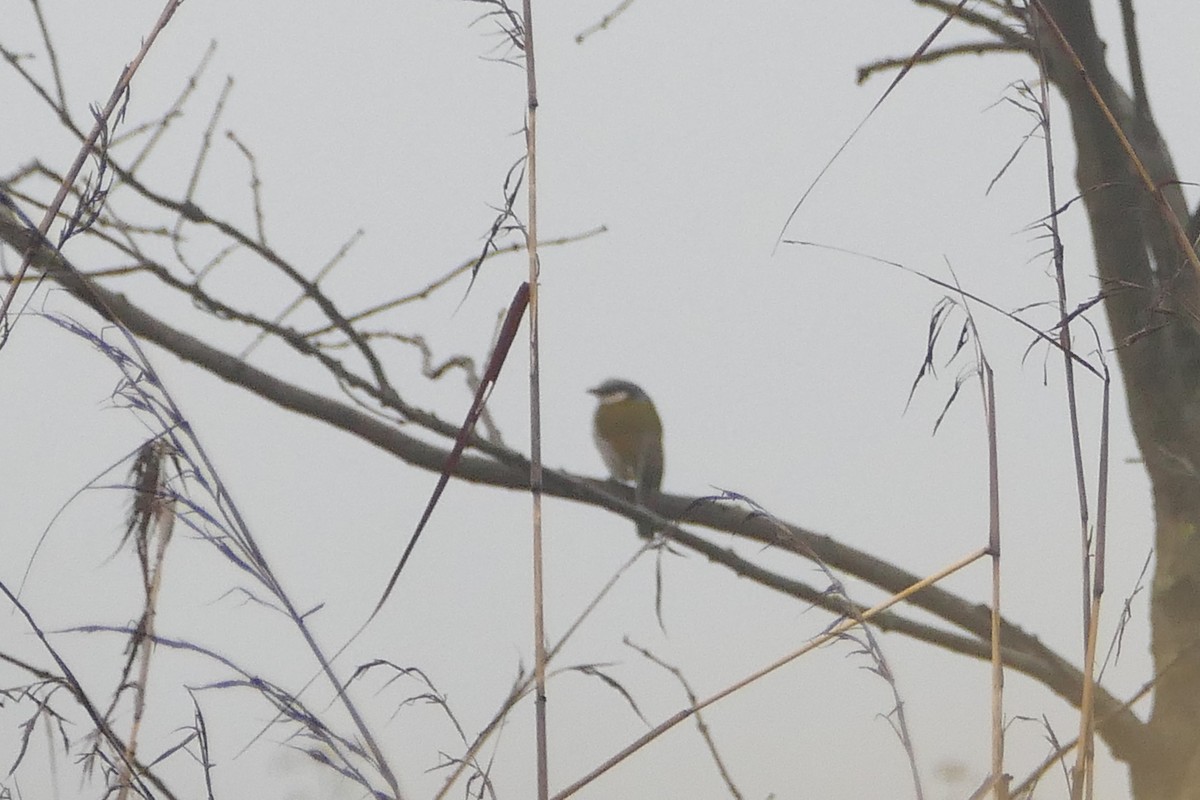 Black-collared Bulbul - Peter Kaestner