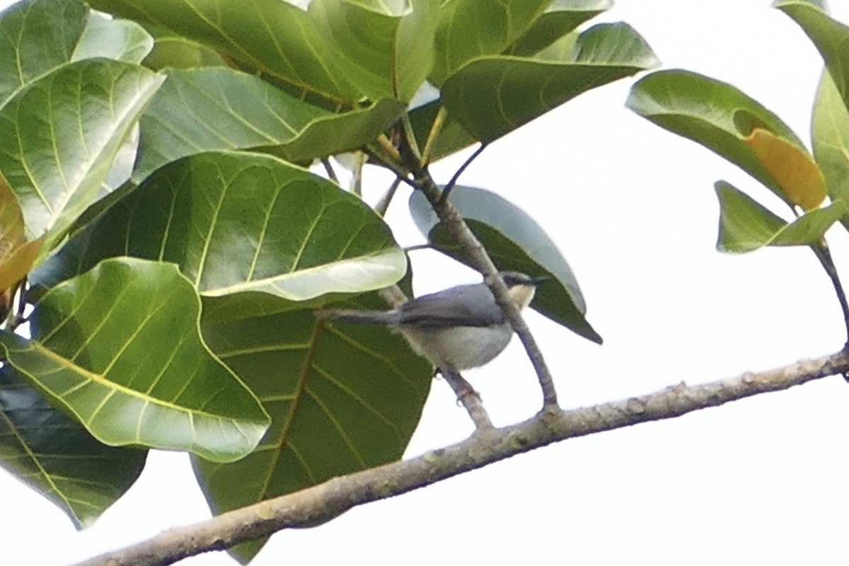 White-chinned Prinia - ML71636081