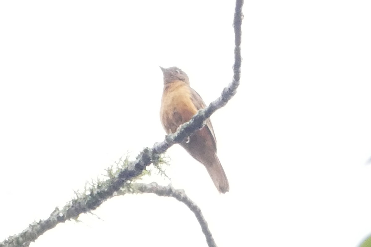 Rufous Flycatcher-Thrush - ML71636171