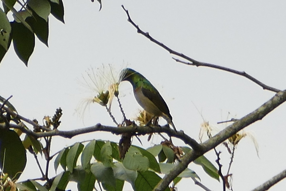 Green Sunbird - ML71636241